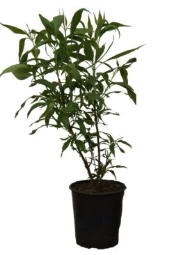 Sommerglocke / Baumoleander `Summer Bells´ Chitalpa Tashkentensis `Summer Bells´ -Pflanzen Verkäufe Summer bells