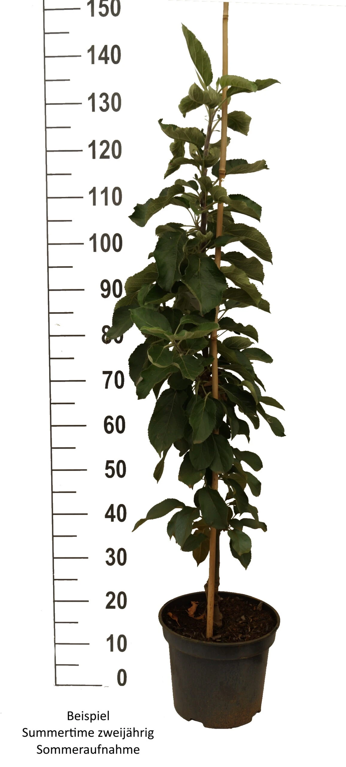 Säulenapfel SummertimeⓈ Malus Domestica `Summertime´ 4 Säulenapfel SummertimeⓈ Malus Domestica `Summertime´ - Image 2