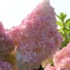 Kompakte Rispenhortensie `Sundae Fraise´ Hydrangea Paniculata `Sundae Fraise´ -Pflanzen Verkäufe Sundae Fraise13oEjyJ3xi4YNJ