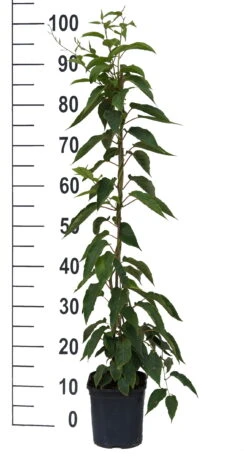 Großrüchtige Bayern-Kiwi `Super Jumbo´ Actinidia Arguta `Super Jumbo´ 5 Großrüchtige Bayern-Kiwi `Super Jumbo´ Actinidia Arguta `Super Jumbo´ -Pflanzen Verkäufe Super Jumbo weiss