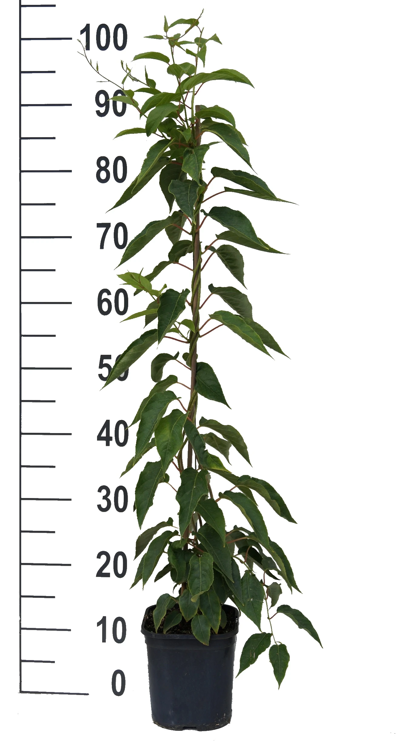 Großrüchtige Bayern-Kiwi `Super Jumbo´ Actinidia Arguta `Super Jumbo´ 4 Großrüchtige Bayern-Kiwi `Super Jumbo´ Actinidia Arguta `Super Jumbo´ - Image 2