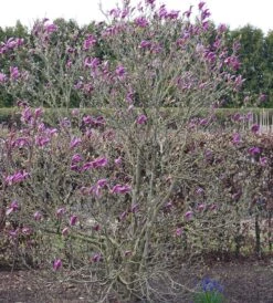 Purpur-Magnolie `Susan´ Magnolia Liliiflora `Susan´ 8 Purpur-Magnolie `Susan´ Magnolia Liliiflora `Susan´ -Pflanzen Verkäufe Susan Bl tezeit