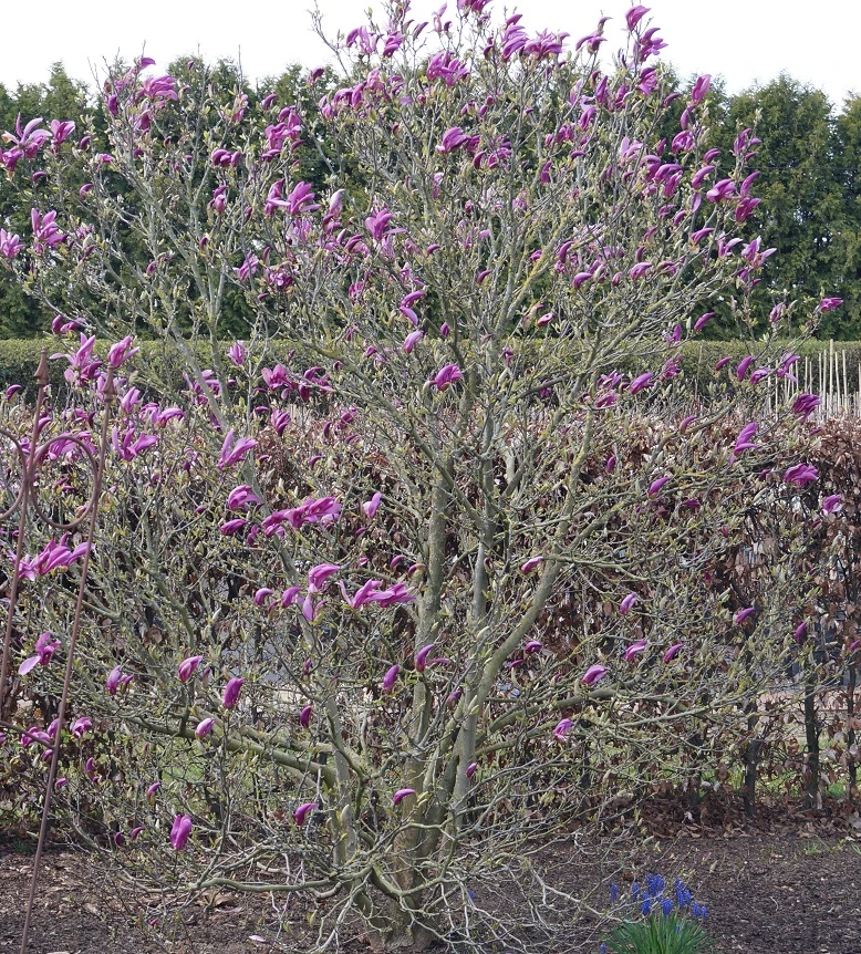 Purpur-Magnolie `Susan´ Magnolia Liliiflora `Susan´ 5 Purpur-Magnolie `Susan´ Magnolia Liliiflora `Susan´ - Image 3