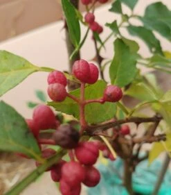 Szechuan Pfeffer Zanthoxylum Simulans 7 Szechuan Pfeffer Zanthoxylum Simulans -Pflanzen Verkäufe Szechuan Pfeffer