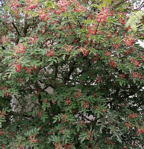 Szechuan Pfeffer Zanthoxylum Simulans 3 Szechuan Pfeffer Zanthoxylum Simulans