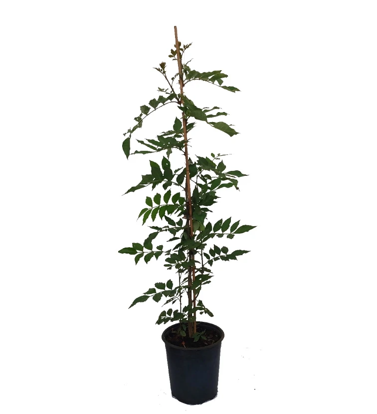 Szechuan Pfeffer Zanthoxylum Simulans 4 Szechuan Pfeffer Zanthoxylum Simulans - Image 2