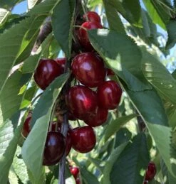 Süßkirsche `Tamara´ Prunus Avium -Pflanzen Verkäufe Tamara