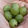 Tatjana, Grün, Fast Stachellos Ribes Uva-crispa `Tatjana´ -Pflanzen Verkäufe Tatjana Frucht