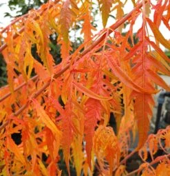 Essigbaum `Tiger Eyes´ Rhus Typhina `Tiger Eyes´ -Pflanzen Verkäufe Tiger Eyes Rhus