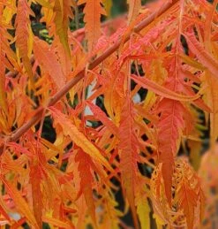 Essigbaum `Tiger Eyes´ Rhus Typhina `Tiger Eyes´ -Pflanzen Verkäufe Tiger Eyes Rhus1