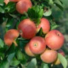 Topaz ® Malus Domestica -Pflanzen Verkäufe Topaz