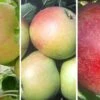 Drei-Sorten-Apfelbaum (Finkenwerder Prinz, James Grieve, Roter Boskoop) Malus Domestica -Pflanzen Verkäufe Trio APfel Finkenwerder James Grieve Roter Boskoop