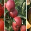 Halbstamm Drei-Sorten Apfelbaum (Gala, Elstar, Jonagold, Cox Orange) Malus Domestica -Pflanzen Verkäufe Trio Apfel Gala Elstar und Cox