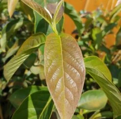 Schwarzer Tupelobaum Nyssa Sylvatica -Pflanzen Verkäufe Tupelobaum Blatt