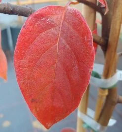 Schwarzer Tupelobaum Nyssa Sylvatica -Pflanzen Verkäufe Tupelobaum herbstf rbung 1