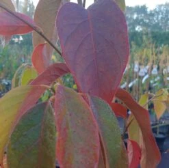 Schwarzer Tupelobaum Nyssa Sylvatica -Pflanzen Verkäufe Tupelobaum herbstf rbung