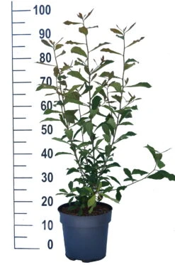 Schwarzer Tupelobaum Nyssa Sylvatica -Pflanzen Verkäufe Tupelobaum weiss