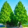 Urwelt-Mammutbaum Metasequoia Glyptostroboides -Pflanzen Verkäufe Urweltmammutbaum