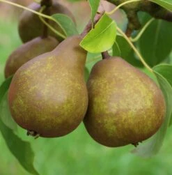 Uta Pyrus Communis `Uta´ -Pflanzen Verkäufe Uta