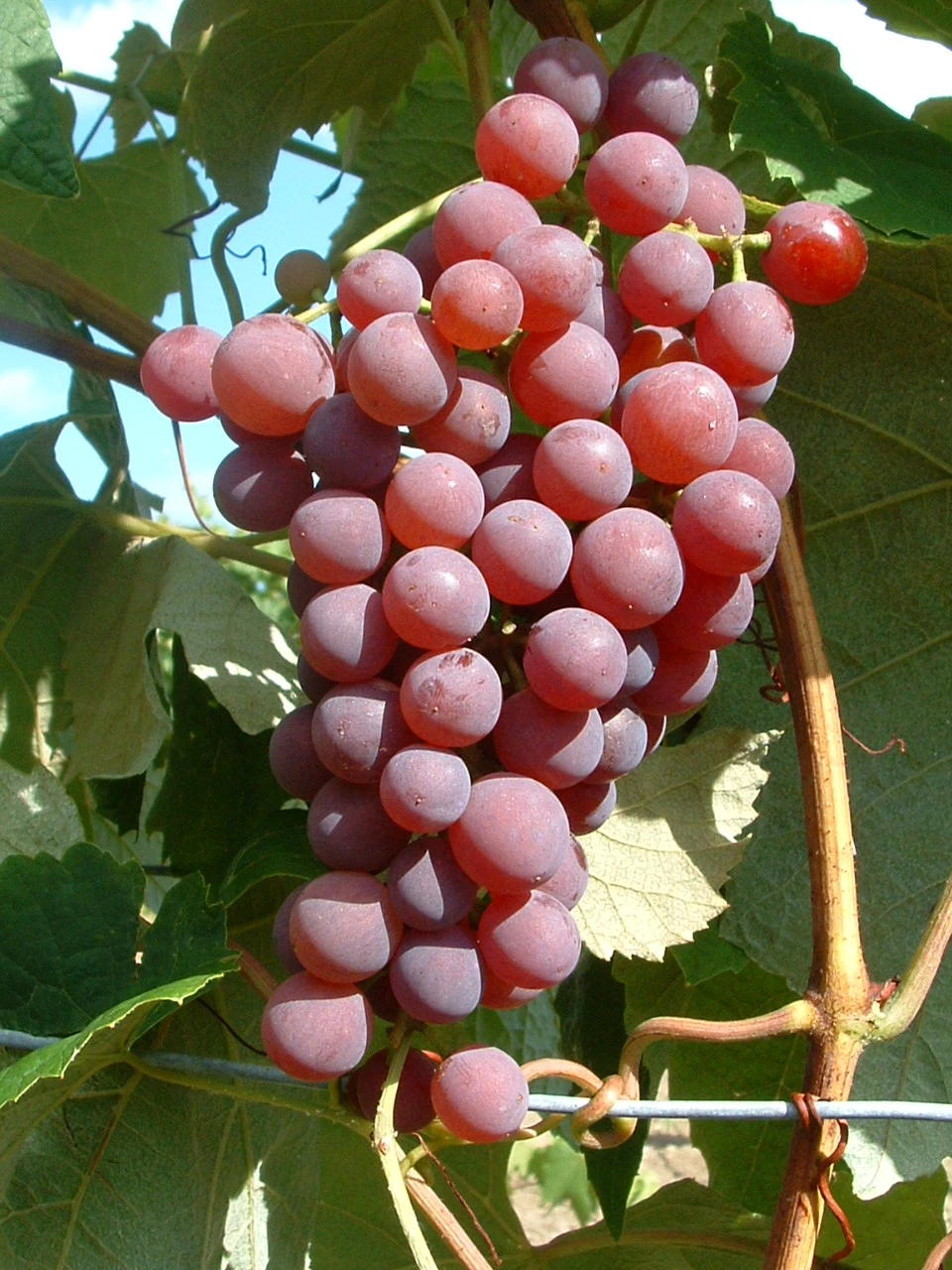 Vanessa (kernlos), Pilzfeste Weinrebe Vitis `Vanessa´ 4 Vanessa (kernlos), Pilzfeste Weinrebe Vitis `Vanessa´ - Image 2