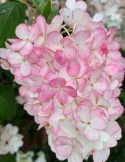 Rispenhortensie `Vanille-Fraise´ Hydrangea Paniculata `Vanille Fraise´ -Pflanzen Verkäufe Vanille Fraise 2017