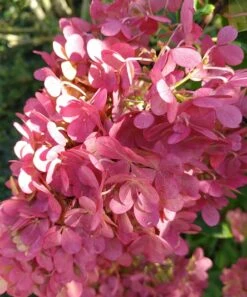 Rispenhortensie `Vanille-Fraise´ Hydrangea Paniculata `Vanille Fraise´ -Pflanzen Verkäufe Vanille fraise August