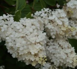 Rispenhortensie `Vanille-Fraise´ Hydrangea Paniculata `Vanille Fraise´ -Pflanzen Verkäufe Vanille fraise Juli