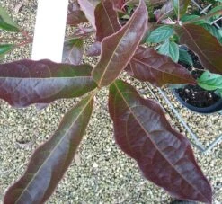 Amerikanischer Schneeball `Brandywine´ Viburnum Nudum `Brandywine´ -Pflanzen Verkäufe Viburnum Brandywine Herbstf rbung