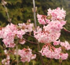 Duftender Winterschneeball `Dawn´ Viburnum Bodnantense `Dawn´ -Pflanzen Verkäufe Viburnum Dawn2
