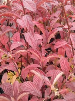 Duftender Winterschneeball `Dawn´ Viburnum Bodnantense `Dawn´ -Pflanzen Verkäufe Viburnum bodnantense dawn herbstf rbung