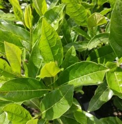 Amerikanischer Schneeball `Brandywine´ Viburnum Nudum `Brandywine´ -Pflanzen Verkäufe Viburnum nudum 2