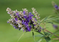 Zwerg-Mönchspfeffer `Blue Puffball´ ® Vitex Agnus-castus -Pflanzen Verkäufe Vitex BluePuffball 7
