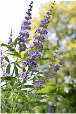 Mönchspfeffer Vitex Agnus Castus -Pflanzen Verkäufe Vitex M nchspfeffer