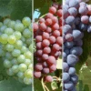 Weinreben Set - Rosé, Hell, Dunkel Vitis 2 Weinreben Set - Rosé, Hell, Dunkel Vitis -Pflanzen Verkäufe Weinreben Set mit krodiranka5836c7bd985c4592e64a3c80b8