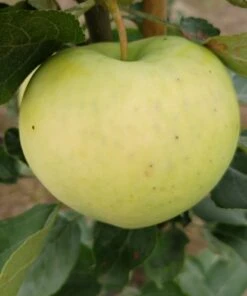 Weißer Klarapfel Malus Domestica -Pflanzen Verkäufe Weisser Klarapfel 1
