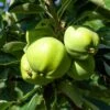 Weißer Klarapfel Malus Domestica -Pflanzen Verkäufe Weisser Klarapfel7v9jZZWzDc846