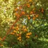 Wildaprikose Prunus Armeniaca -Pflanzen Verkäufe Wilde Marille
