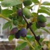 Sibirische Blaubeere / Honigbeere `Wojtek´ Lonicera Kamtschatica `Wojtek´ 1 Sibirische Blaubeere / Honigbeere `Wojtek´ Lonicera Kamtschatica `Wojtek´ -Pflanzen Verkäufe Wojtek sibirische blaubeere