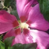 Hibiskus `Woodbridge´ Hibiscus Syriacus `Woodbridge´ -Pflanzen Verkäufe Woodbridge