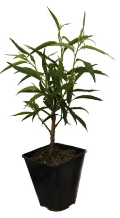 Zierpfirsich `Taoflora ® White´ (mit Essbaren Früchten) Prunus Persica `Taoflora ® White´ -Pflanzen Verkäufe Zierpfirisch Taoflora white