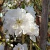 Zierpfirsich `Taoflora ® White´ (mit Essbaren Früchten) Prunus Persica `Taoflora ® White´ -Pflanzen Verkäufe Zierpfirsich weiss