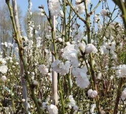 Zierpfirsich `Taoflora ® White´ (mit Essbaren Früchten) Prunus Persica `Taoflora ® White´ -Pflanzen Verkäufe Zierpfirsich weiss4