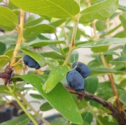 Sibirische Blaubeere / Honigbeere `Zojka Lonicera Kamtschatica `Zojka´ -Pflanzen Verkäufe Zojka sibirische Blaubeere