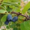 Sibirische Blaubeere / Honigbeere `Zojka Lonicera Kamtschatica `Zojka´ -Pflanzen Verkäufe Zojka sibirische Blaubeere1