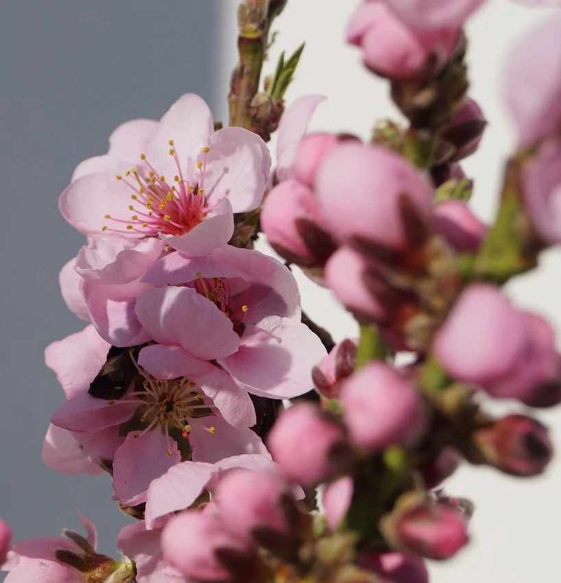 Zwergnektarine `Rubis® Necta ZeeⓈ´ Prunus Nucipersica 6 Zwergnektarine `Rubis® Necta ZeeⓈ´ Prunus Nucipersica - Image 4