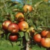 Zwergapfel Delgrina (R) Malus Domestica `Delgrina´ -Pflanzen Verkäufe Zwergapfel