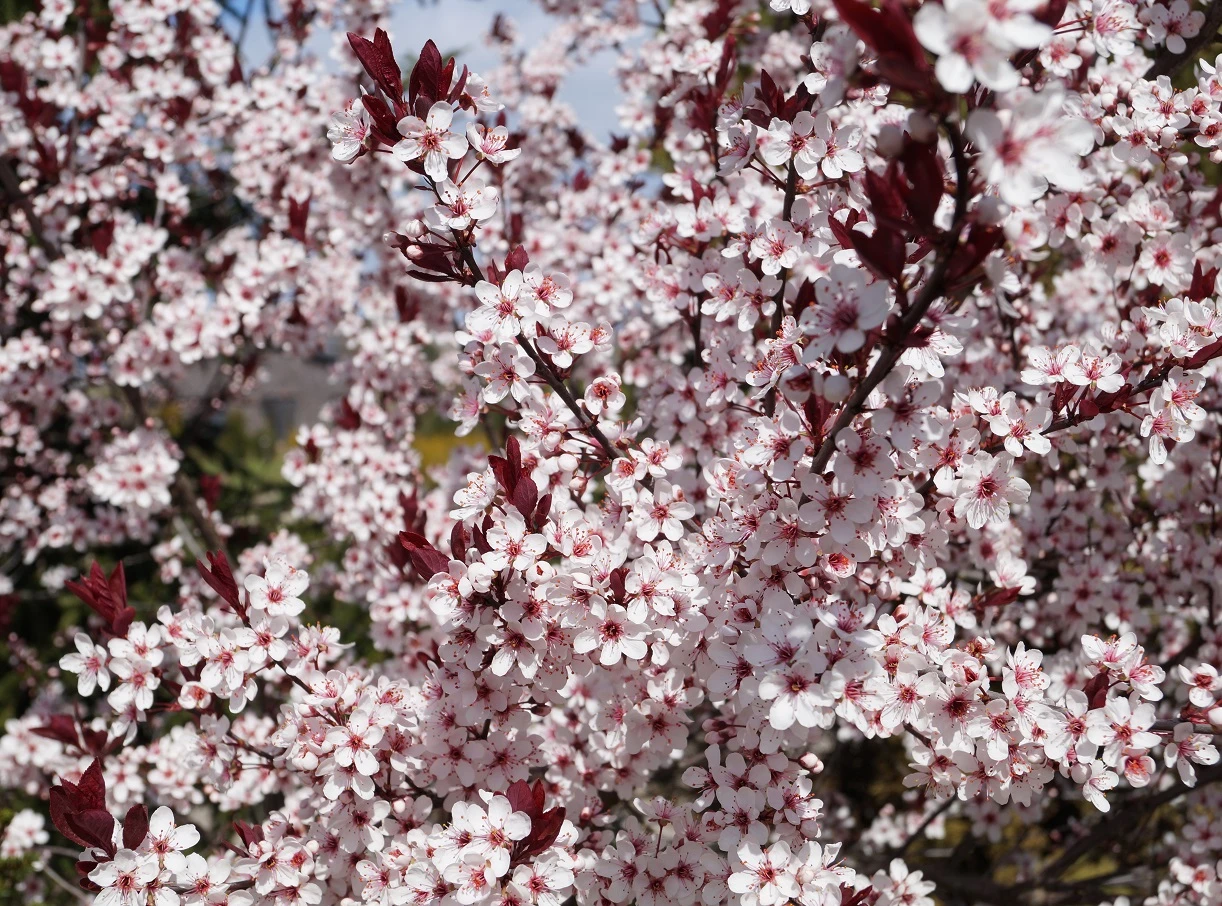 Zwergblutpflaume Prunus Cistena 5 Zwergblutpflaume Prunus Cistena - Image 3
