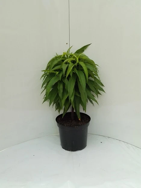 Zwergnektarine `Nectarella´ Prunus Nucipersica 4 Zwergnektarine `Nectarella´ Prunus Nucipersica - Image 2