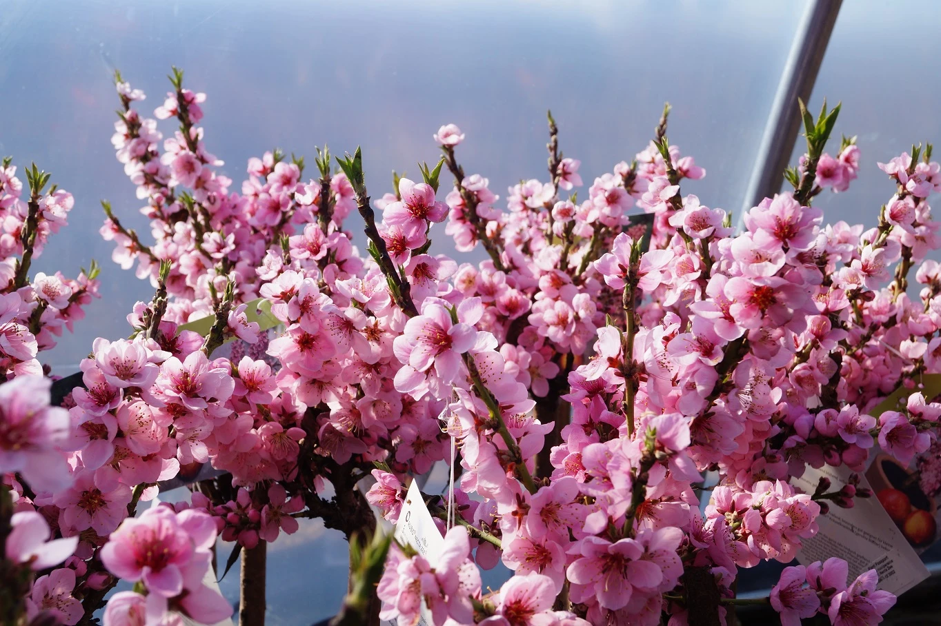 Zwergnektarine `Rubis® Necta ZeeⓈ´ Prunus Nucipersica 4 Zwergnektarine `Rubis® Necta ZeeⓈ´ Prunus Nucipersica - Image 2