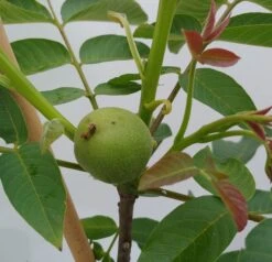 Zwerg-Walnuss Juglans Regia Var. Fertilis -Pflanzen Verkäufe Zwergwalnuss1